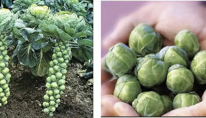 Fresh green Brussels sprouts on a stalk next to crisp bok choy on a kitchen counter.
